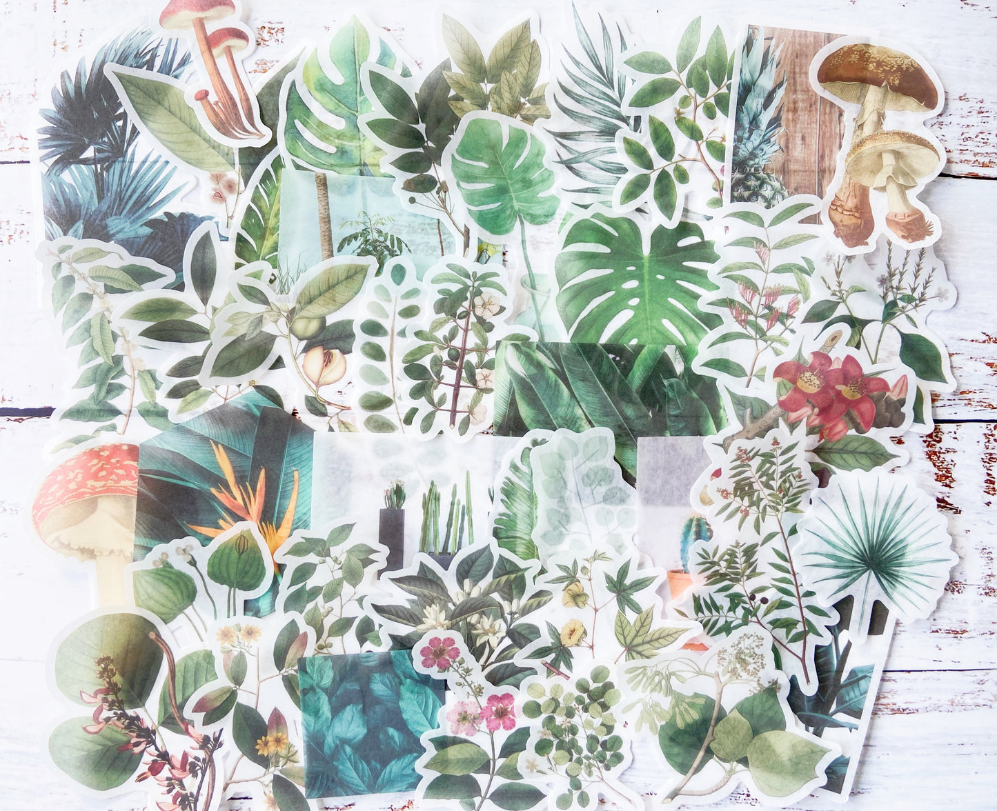 Botanical & Mushroom Washi Sticker