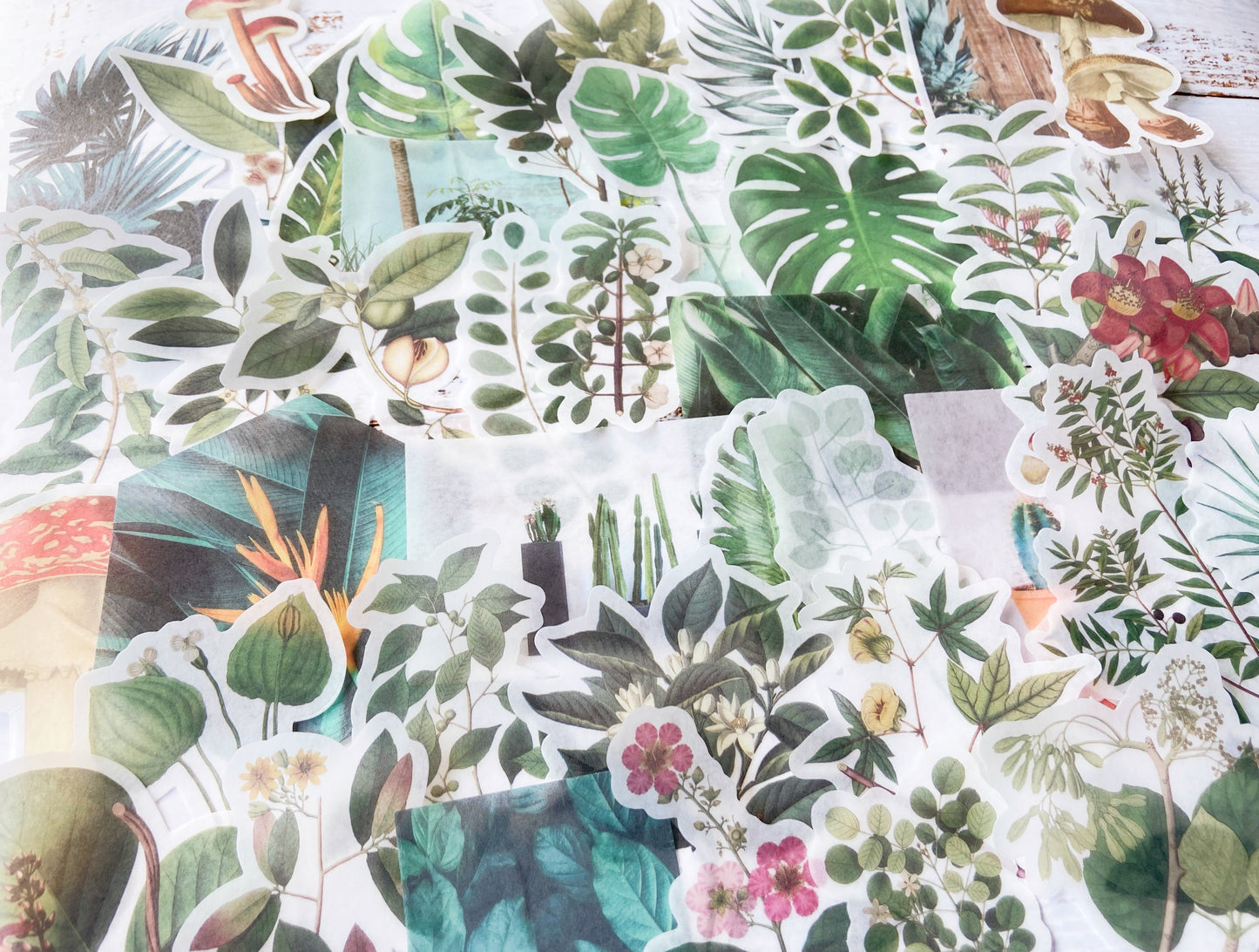 Botanical & Mushroom Washi Sticker